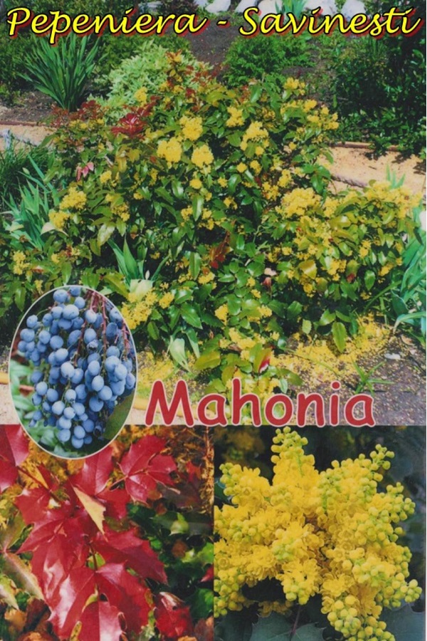 Mahonia