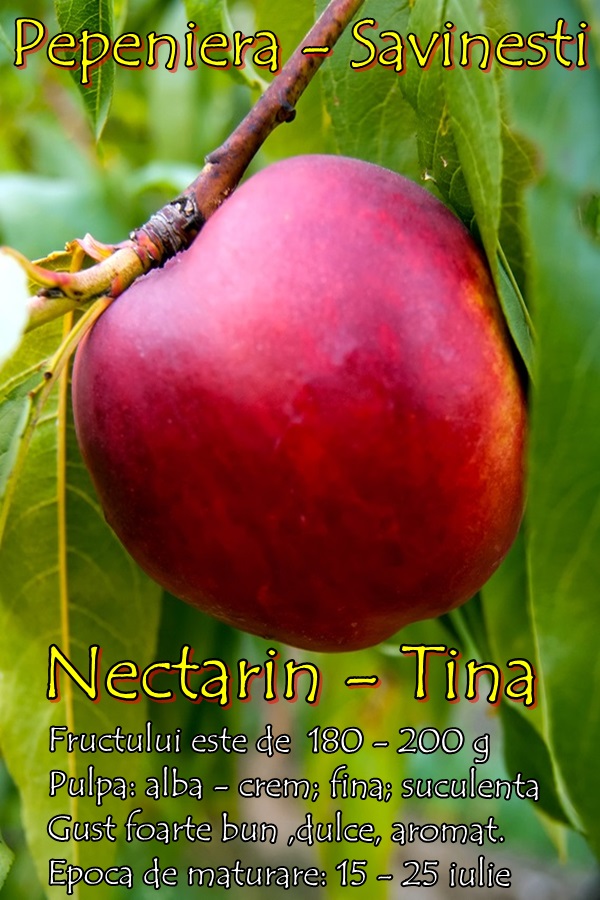 Nectarin-Tina
