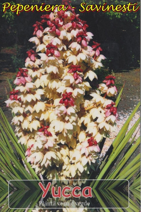 Yucca 2